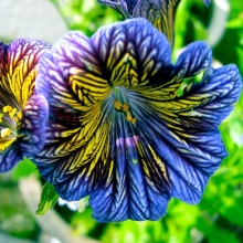 Сальпиглоссис Синее море выемчатый