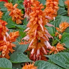 Сальвия Альтаир