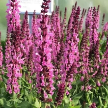 Сальвия Розовая лента