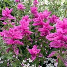 Сальвия Розовый монарх