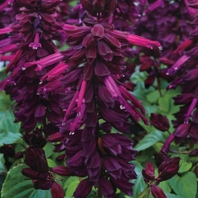 Сальвия Сириус