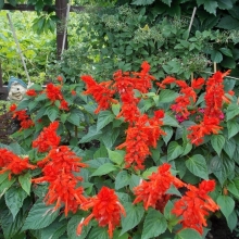 Сальвия Скарлет сверкающая (алая)