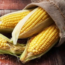 Кукуруза Саммер Свит F1