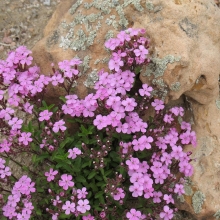 Сапонария Камилла