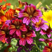 Сальпиглоссис Смесь окрасок