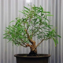 Эвкалипт Лимонный (большой пакет)