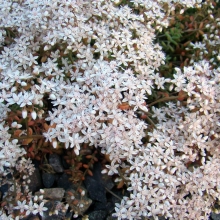 Седум Белый мох (белый)