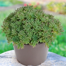 Очиток Лизард краснеющий (Седум)