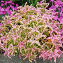 Седум Морская звезда красивый