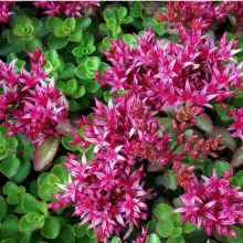 Седум Малиновый (Альпийская горка)