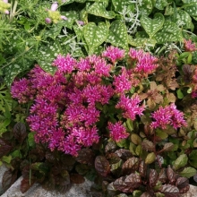 Седум Пурпурный ковер (очиток)