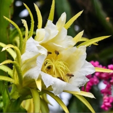 Питахайя Сердце дракона (большой пакет)