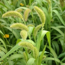 Сетария Итальянская (большой пакет)