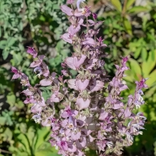 Шалфей Витамин красоты