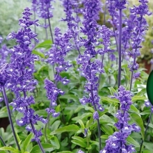 Шалфей Блю (мучнистый)