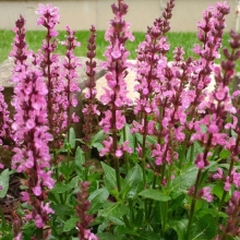 Шалфей New Dimension Rose дубравный (большой пакет)