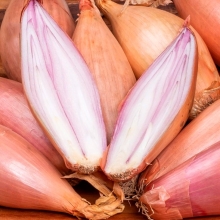 Лук Три капитана семейный (шалот)