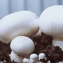 Грибы - Шампиньон Белый на зерновом субстрате (мицелий) 15 мл (большой пакет)