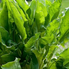 Щавель Чемпион