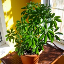 Шеффлера древовидная