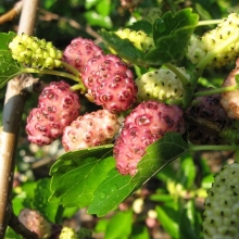 Шелковица Розовая (большой пакет)