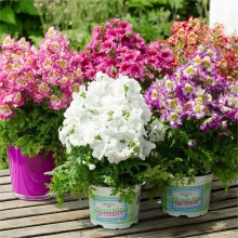 Схизантус Angel Wings Mixed (визетонский) (большой пакет)