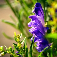 Шлемник Сапфировая россыпь (байкальский)