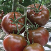 Томат Шоколадобиф