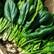 Шпинат Крепыш