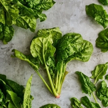 Шпинат Матадор