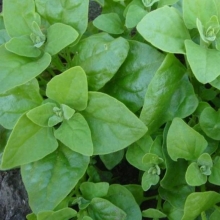 Шпинат Новозеландский