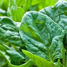 Шпинат Спейс F1