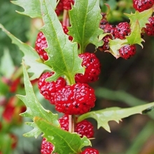 Шпинат Земляничный