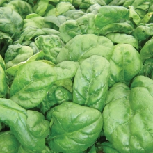 Шпинат Зимний Гигант