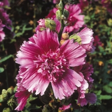 Шток-роза Королевская Пурпурная (мальва)