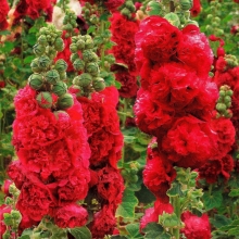 Шток-роза (Мальва) Летний карнавал пламенный