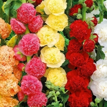 Шток-роза (Мальва) Летний карнавал смесь