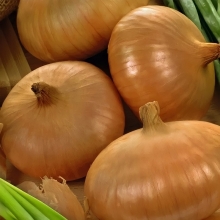 Лук Штуттгартер ризен (репчатый)