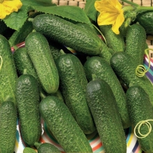 Огурец Сибирский экспресс F1