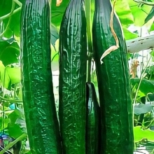 Огурец Сибирский Гигант F1