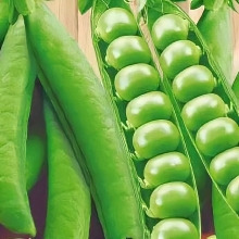 Горох Сибирский Гигант