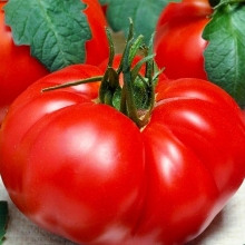 Томат Сибирский медведь