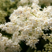 Сирень Сударушка амурская