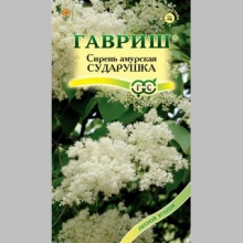 Сирень Сударушка амурская