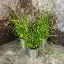 Ситник Спиралис развесистый