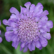 Скабиоза Ritz Blue карликовая (большой пакет)