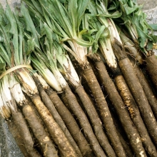 Скорцонера Заморский деликатес