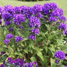 Колокольчик Одесса скученный