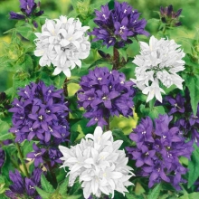 Колокольчик Букетная смесь (скученный)