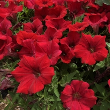 Петуния Слалом F1 Красная Каскадная